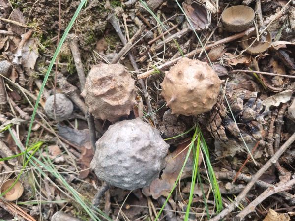 Gall wasp Andricus hungaricus