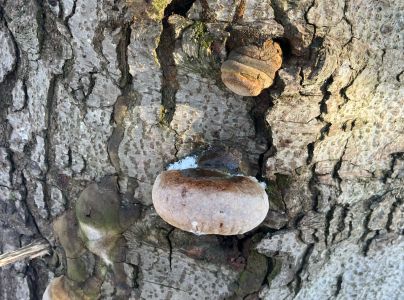 Ohňovec hrboľkat&yacute;