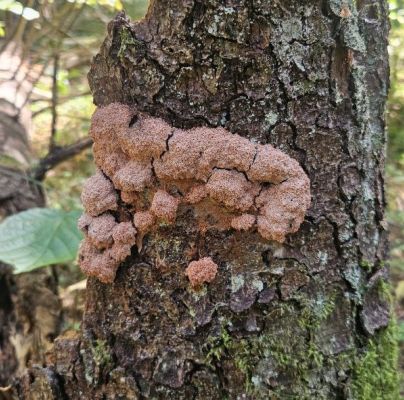 A - Ambiguously determined, we are not sure