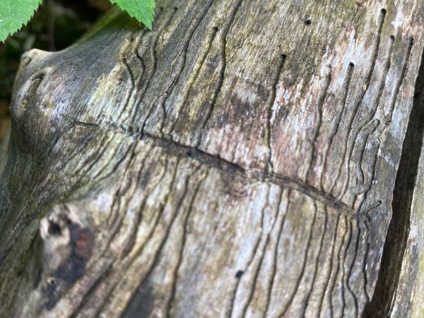 Ash bark beetle
