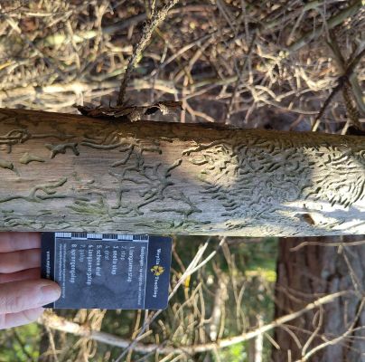 A - Ambiguously determined, we are not sure