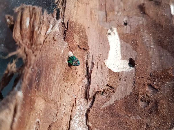 Cypress jewel beetle