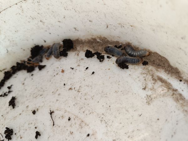 Flower chafers Cetoniinae