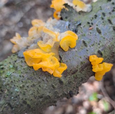 A - nie je v datab&aacute;ze