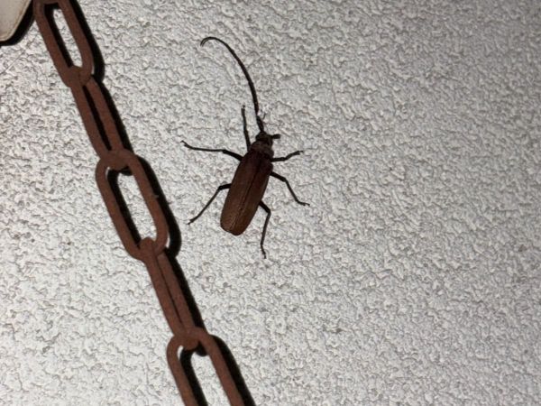 Grain support beetle 