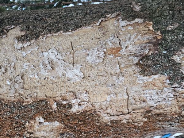 Larch elm bark beetle