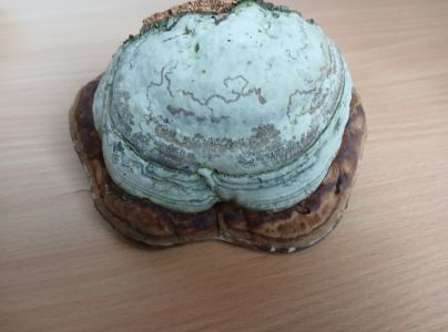 Práchnovček pásikavý