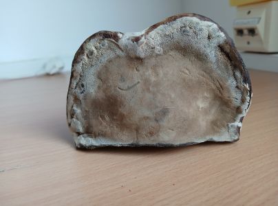 Práchnovček pásikavý