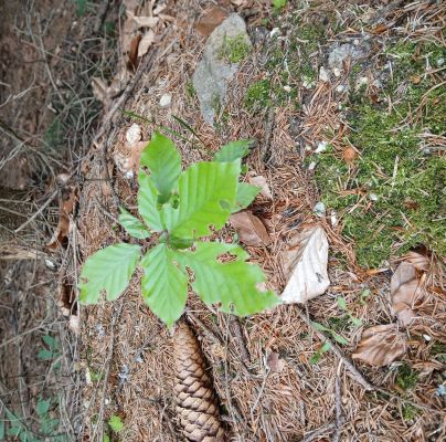 A - nejednoznačne určen&yacute;, nie sme si ist&iacute;