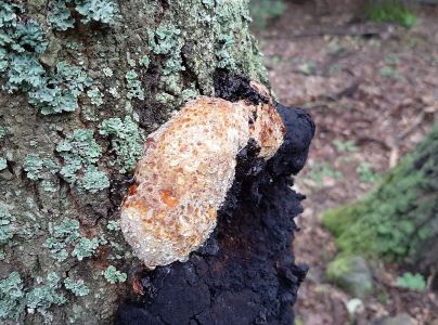 Ry&scaron;avec datl&iacute;