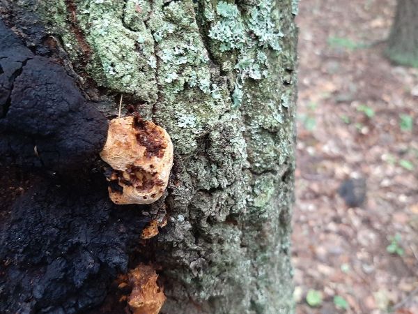 Inonotus canker Inonotus nidus-pici