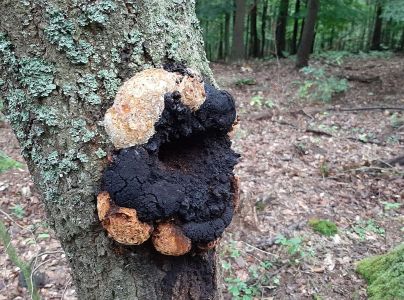 Ry&scaron;avec datl&iacute;