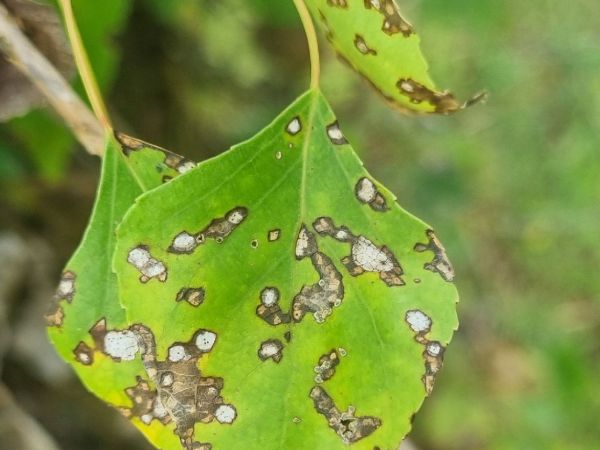 Leaf spot pathogen
