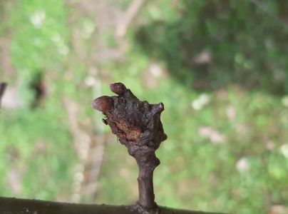 Hrčiarka Pseudoneuroterus macropterus