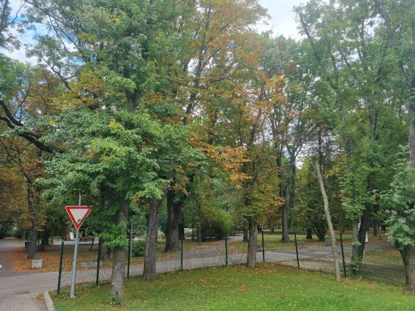 Horse-chestnut leaf miner