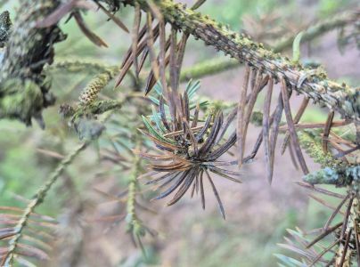 Psota americk&aacute;