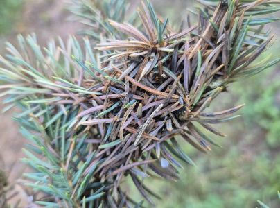 Psota americk&aacute;