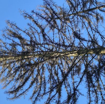 Coleotechnites piceaella 