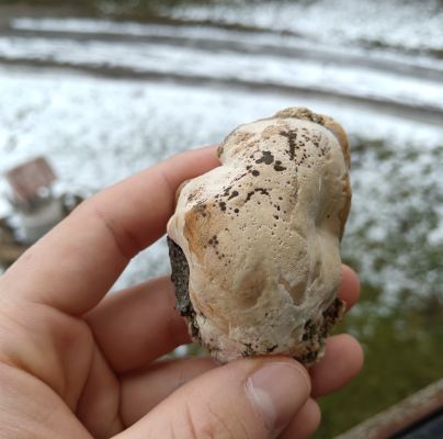 Phellinus ferruginosus 