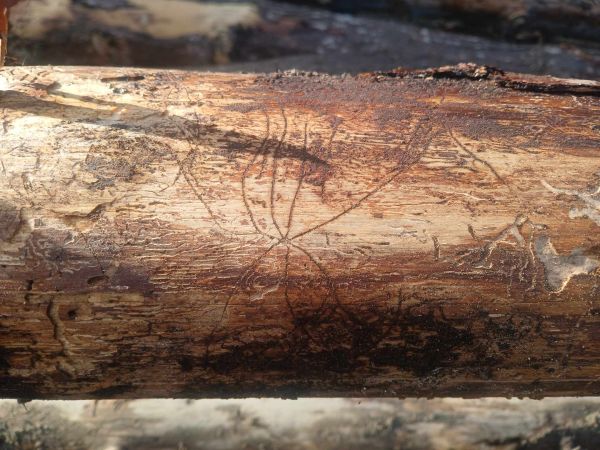 Six-toothed spruce bark beetle 