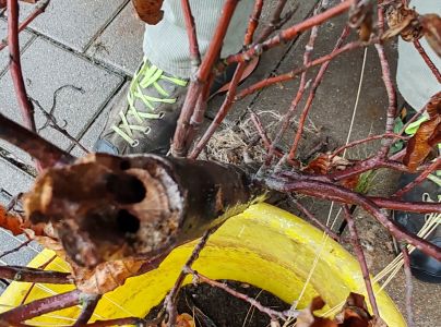 Drevotoč hru&scaron;kov&yacute;