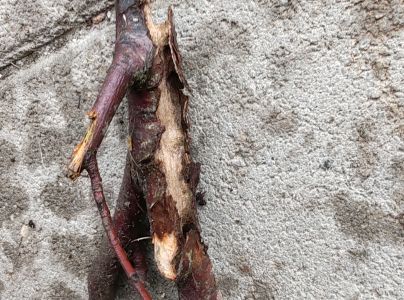 Drevotoč hru&scaron;kov&yacute;