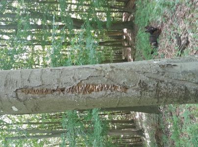 Sivop&oacute;rovka tmav&aacute;