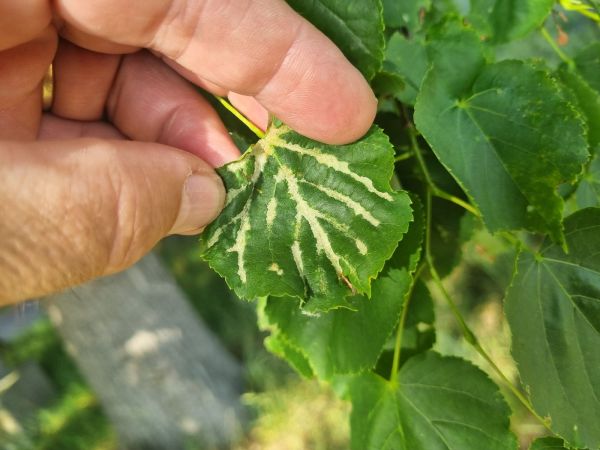 Gall mite Eriophyes nervalis