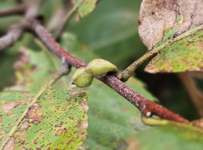 Hrčiarka Dryocosmus kuriphilus