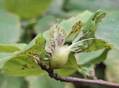 Hrčiarka Dryocosmus kuriphilus