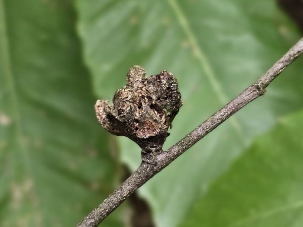 Chestnut gall wasp