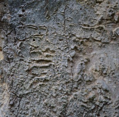 A - nejednoznačne určen&yacute;, nie sme si ist&iacute;