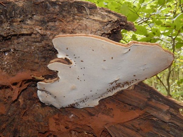 Ganoderma applanatum (= lipsiense)