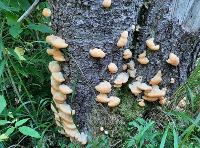 &Scaron;ťavnatec smrekov&yacute;