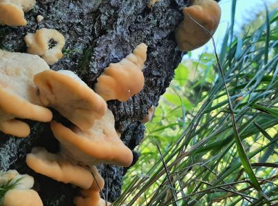 &Scaron;ťavnatec smrekov&yacute;