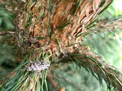 Fuz&aacute;č k&ocirc;rov&yacute;