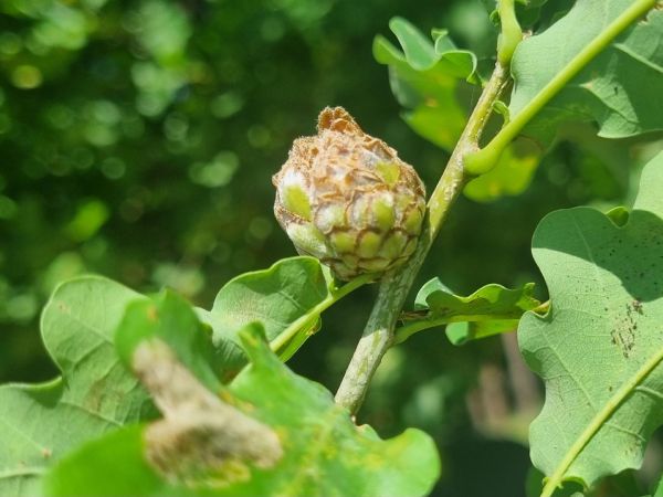 Artichoke gall wasp