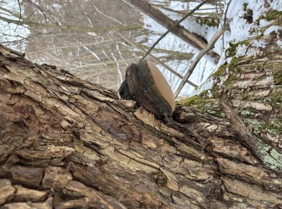 Ohňovec obyčajn&yacute;