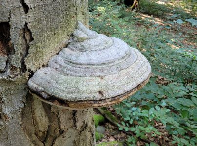 Pr&aacute;chnovec kopytovit&yacute;