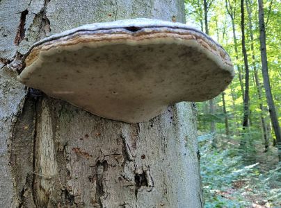 Pr&aacute;chnovec kopytovit&yacute;