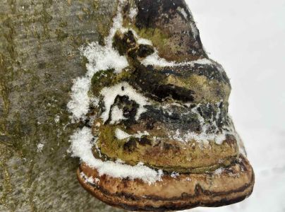 Pr&aacute;chnovec kopytovit&yacute;