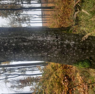 Taphrorychus bicolor 