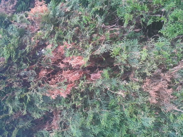 Cypress jewel beetle