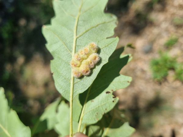 Gall wasp Neuroterus lanuginosus