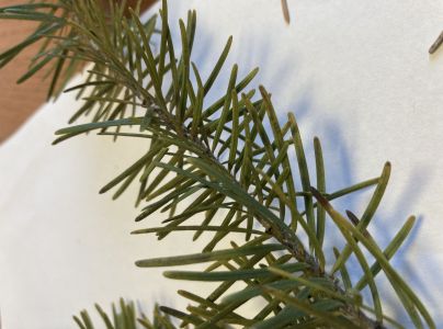 Roztoč smrekov&yacute;