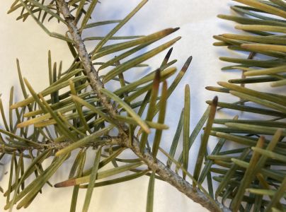 Roztoč smrekov&yacute;