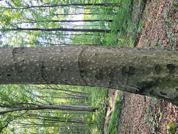 Beech bark beetle