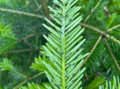 Vo&scaron;ka jedľov&aacute;