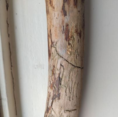 A - Ambiguously determined, we are not sure