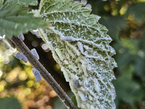 Citrus flatid planthopper